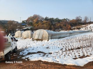 유호일님의 고추 · 영농일지 작성글 사진