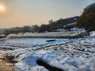 유호일님의 고추 · 영농일지 작성글 사진