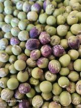 팜모닝 콩·병해충상담 게시글 이미지