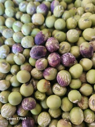 갈미님의 콩 · 병해충상담 작성글 사진