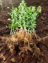 팜모닝 귤·영농일지 게시글 이미지