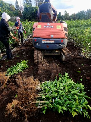 민성종묘(감귤묘목)님의 귤 · 영농일지 작성글 사진