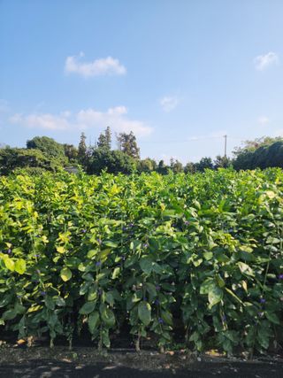 민성종묘(감귤묘목)님의 귤 · 영농일지 작성글 사진