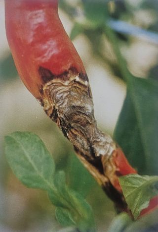 대산농사대장님의 고추 · 일상 작성글 사진