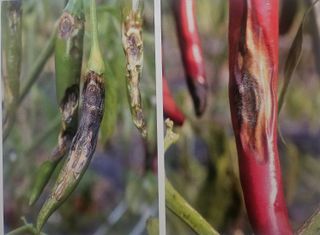 대산농사대장님의 고추 · 일상 작성글 사진