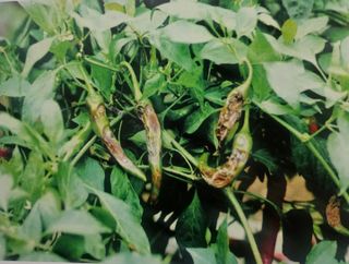 대산농사대장님의 고추 · 일상 작성글 사진