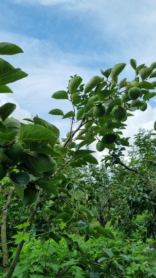 벼3583님의 팜모닝 · 출석 작성글 사진