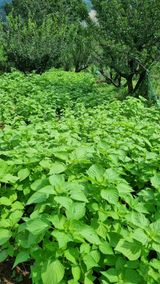 팜모닝 팜모닝·출석 게시글 이미지