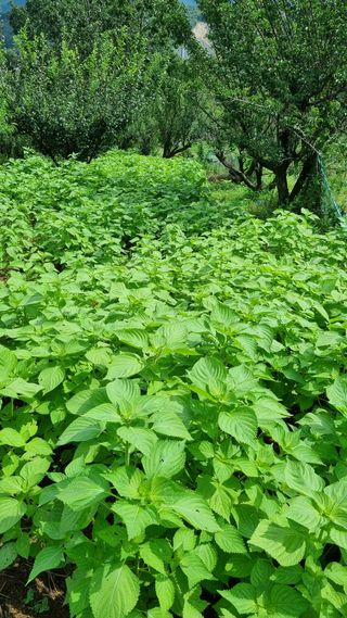 벼3583님의 팜모닝 · 출석 작성글 사진