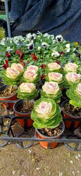 팜모닝 자유주제·자유게시판 게시글 이미지