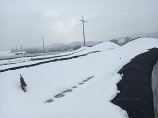 당진시 옥수수님의 자유주제 · 자유게시판 작성글 사진