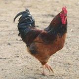 팜모닝 자유주제·자유게시판 게시글 이미지