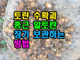 꿈꾸는텃밭님의 기타작물 · 영농일지 작성글 사진