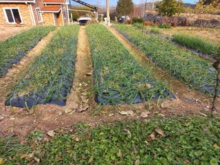 심무재 님의 12월 작물 자랑하기 · 참여글 작성글 사진