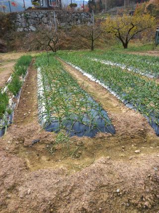 심무재 님의 12월 작물 자랑하기 · 참여글 작성글 사진