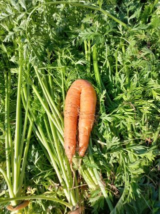 심무재 님의 12월 작물 자랑하기 · 참여글 작성글 사진