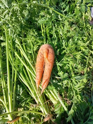 심무재 님의 12월 작물 자랑하기 · 참여글 작성글 사진