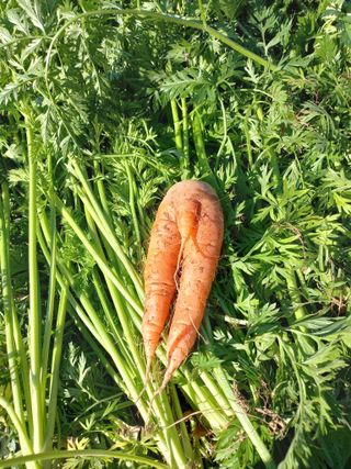 심무재 님의 12월 작물 자랑하기 · 참여글 작성글 사진