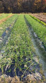 팜모닝 양파·영농일지 게시글 이미지