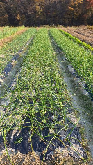 예진농산물님의 양파 · 영농일지 작성글 사진