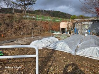 대파12454님의 배추 · 영농일지 작성글 사진
