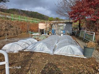 대파12454님의 배추 · 영농일지 작성글 사진