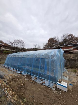 필라댄스농부님의 기타작물 · 영농일지 작성글 사진