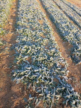 _고성농장님의 자유주제 · 자유게시판 작성글 사진