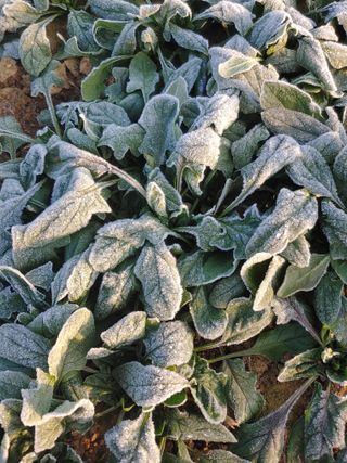 _고성농장님의 자유주제 · 자유게시판 작성글 사진