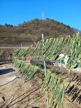 팜모닝 기타작물·영농일지 게시글 이미지