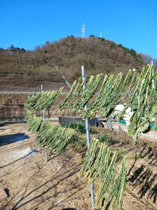 이영숙님의 기타작물 · 영농일지 작성글 사진