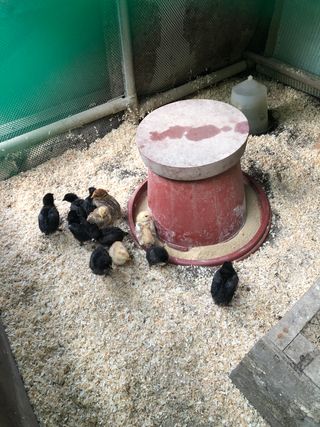 지안이/손주농장주인님의 호박 · 자유게시판 작성글 사진