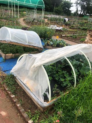 지안이/손주농장주인님의 호박 · 자유게시판 작성글 사진