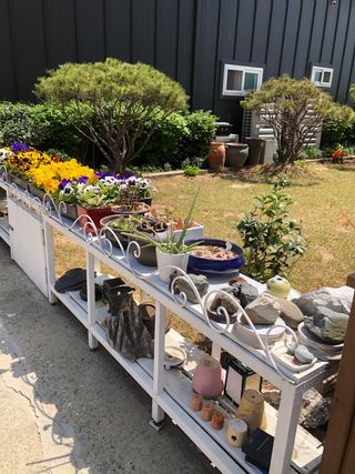 지안이/손주농장주인님의 호박 · 자유게시판 작성글 사진