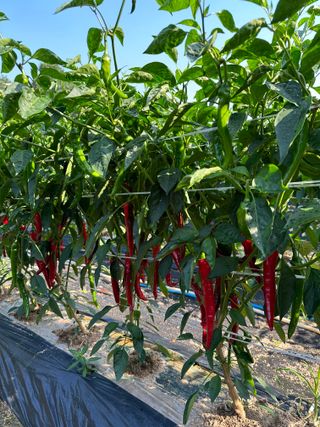 대산농사대장님의 고추 · 품종•종자 작성글 사진