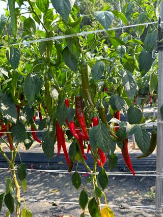 대산농사대장님의 고추 · 품종•종자 작성글 사진