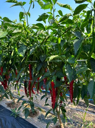 대산농사대장님의 고추 · 품종•종자 작성글 사진