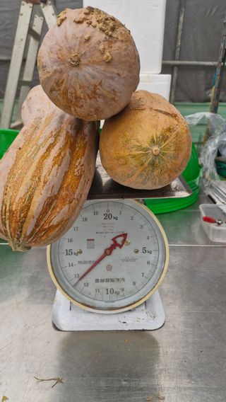 이철수님의 기타작물 · 영농일지 작성글 사진