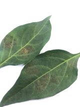 팜모닝 고추·병해충상담 게시글 이미지