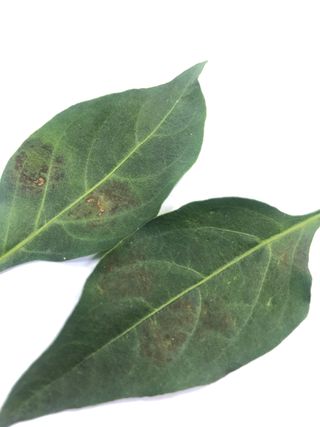 긍정맨님의 고추 · 병해충상담 작성글 사진