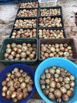 팜모닝 배추·일상 게시글 이미지