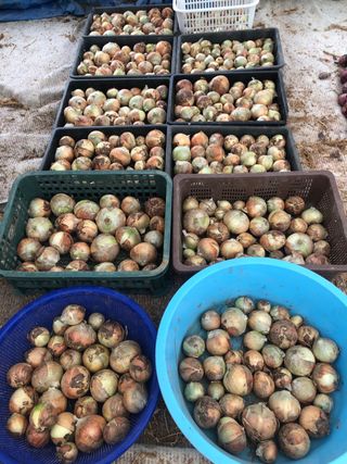 지안이/손주농장주인님의 배추 · 일상 작성글 사진