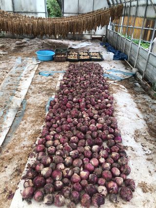 지안이/손주농장주인님의 배추 · 일상 작성글 사진