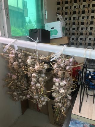 지안이/손주농장주인님의 배추 · 일상 작성글 사진