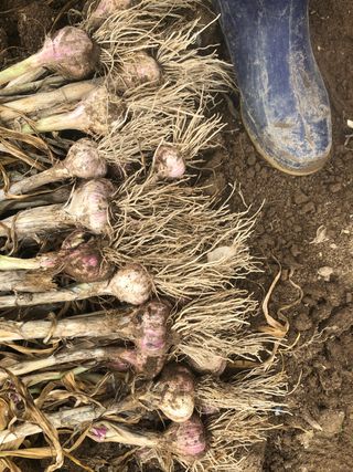 지안이/손주농장주인님의 배추 · 일상 작성글 사진