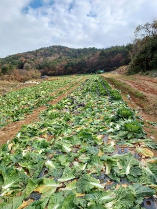 결단이님의 기타작물 · 영농일지 작성글 사진