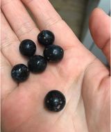 팜모닝 블루베리·병해충상담 게시글 이미지