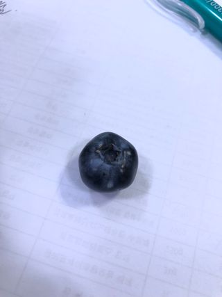 긍정맨님의 블루베리 · 병해충상담 작성글 사진