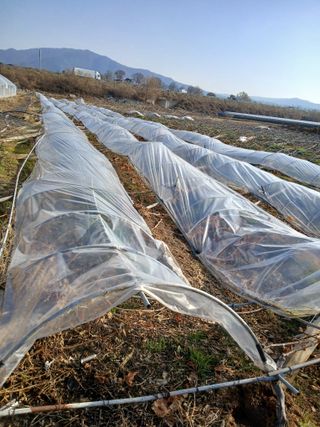 맞춤포도 드론방제님의 자유주제 · 자유게시판 작성글 사진