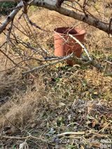 팜모닝 복숭아·영농일지 게시글 이미지